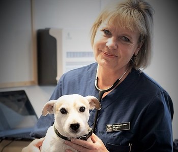 mestre celle regering Vaccination af hund i helsingør | Vi bruger ekstra tid på din hund!
