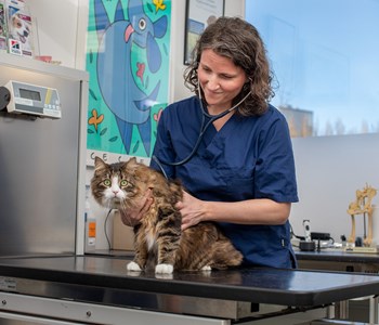 Vaccination kat i Helsingør Beskyt din kat