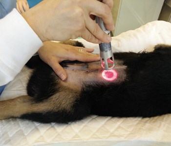 Fremsyn meditativ Bot Alternativ behandling hund og kat, K-laser , hoftedysplasi